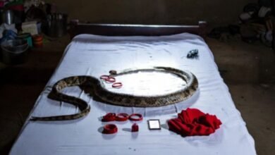 ‘नागिन’ बनकर गायब हुई युवती! आधी रात रचा ऐसा फिल्मी ड्रामा कि गांव दहशत और अफवाहों में डूब गया