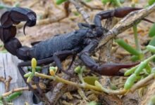 हर साल 3,000 बच्चों की मौत का कारण बन रहे जहरीले बिच्छू अब विज्ञान की पकड़ में, मिट्टी की खास किस्म से जुड़े बड़े खुलासे ने दुनिया को चौंकाया