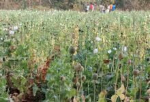 छत्तीसगढ़ में एक बार फिर मिली अफीम की खेती, इस बार बलरामपुर के इस गांव में लहलहाती मिली फसल