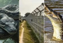 बॉर्डर पर ‘सांप-मगरमच्छ’ छोड़ने का प्लान? BSF की रणनीति पर मचा बवाल