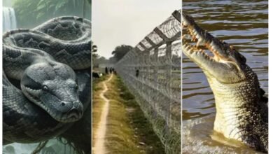 बॉर्डर पर ‘सांप-मगरमच्छ’ छोड़ने का प्लान? BSF की रणनीति पर मचा बवाल