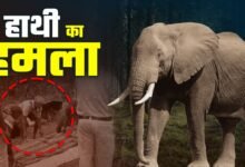 CG NEWS: महुआ बिनने गए दंपति पर हाथी का हमला, पति की मौत; वन विभाग पर फूटा गुस्सा