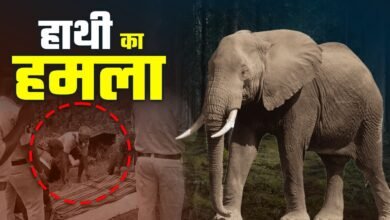 CG NEWS: महुआ बिनने गए दंपति पर हाथी का हमला, पति की मौत; वन विभाग पर फूटा गुस्सा