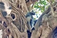 हर महीने 12 हजार रुपये दिए जाते हैं। संभल निवासी लव कई वर्षों से गोलू को पाल रहे हैं।