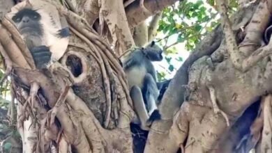 हर महीने 12 हजार रुपये दिए जाते हैं। संभल निवासी लव कई वर्षों से गोलू को पाल रहे हैं।