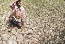 धान की बुआई में सबसे ज्यादा गिरावट