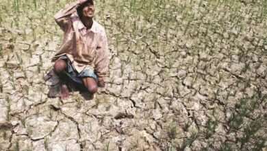 धान की बुआई में सबसे ज्यादा गिरावट