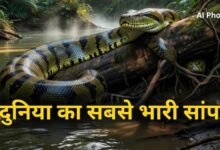 100 किलो तक के जानवर को बना सकता है शिकार