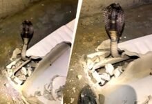 गुरुग्राम में टॉयलेट सीट के नीचे छिपा 6 फीट लंबा कोबरा
