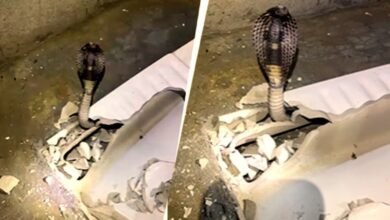 गुरुग्राम में टॉयलेट सीट के नीचे छिपा 6 फीट लंबा कोबरा